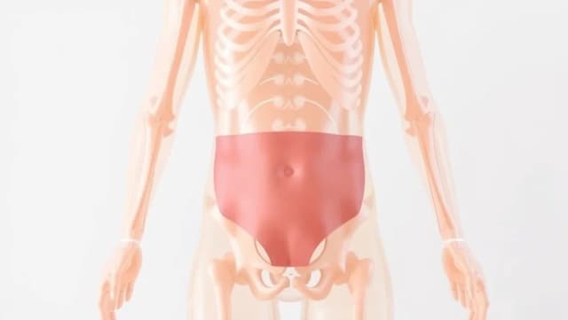 Vart ligger buken på kroppen